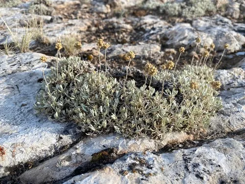 Rock-tansy