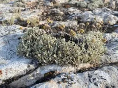 Rock-tansy thumbnail 1