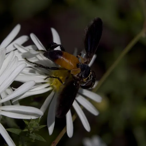 Swift Feather-legged Fly