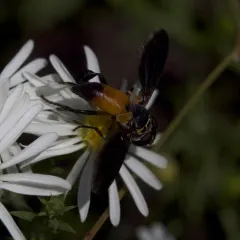 Swift Feather-legged Fly thumbnail 1