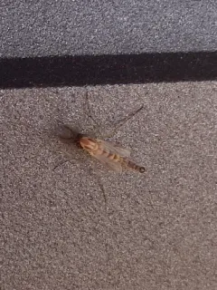 Thick-tailed Non-biting Midge thumbnail 3