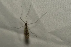 Limonia maculicosta thumbnail 2