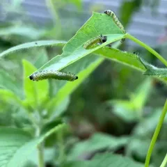 Sphacophilus cellularis thumbnail 2