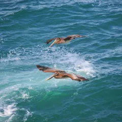 Brown Pelican thumbnail 4