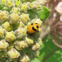 Glacial Lady Beetle thumbnail 3