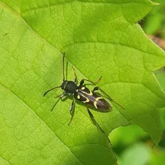 Round-necked Longhorn Beetle thumbnail 3