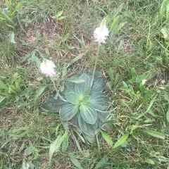 Hoary Plantain thumbnail 2