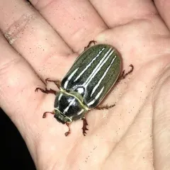 Long-haired June Beetle thumbnail 4