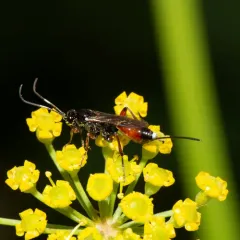 Aritranis director thumbnail 3