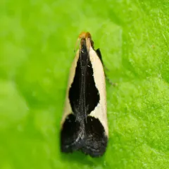 Cream-edged Dichomeris Moth thumbnail 4