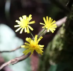 Wall hawkweed thumbnail 3