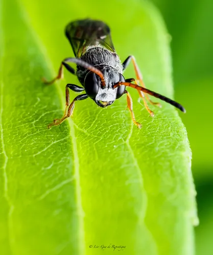 Psen erythropoda