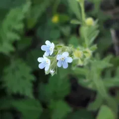 two-rowed stickseed thumbnail 2