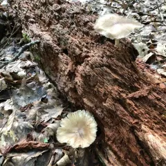 Eastern American Platterful Mushroom thumbnail 4