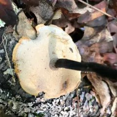 Blackfoot Polypore thumbnail 3