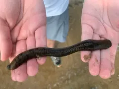 Haemopis grandis thumbnail 3