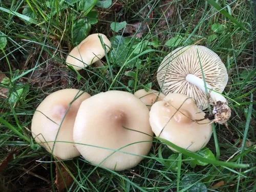 Marasmius nigrodiscus