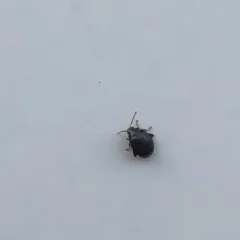 Red-legged Marsh Beetle thumbnail 2