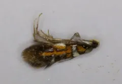 Fabiola edithella thumbnail 2