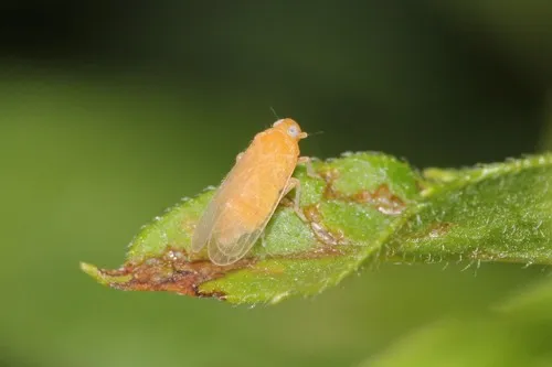 Haplaxius fulvus