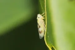 Macrosteles patruelis thumbnail 1