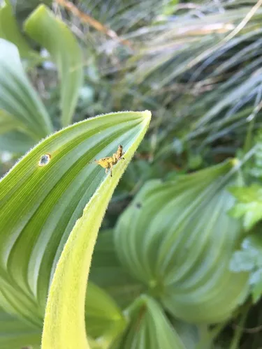 Willamette Wingless Grasshopper