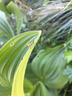 Willamette Wingless Grasshopper thumbnail 1