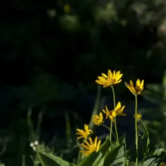 false sunflower thumbnail 1