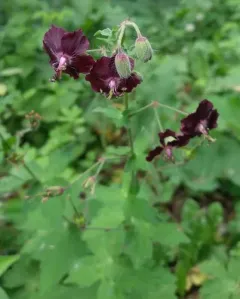 Dusky Crane's-bill thumbnail 4