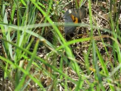 Abbreviated Underwing thumbnail 2