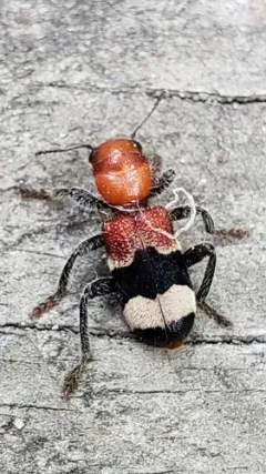 Thanasimus trifasciatus thumbnail 2