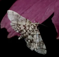 Checkered Apogeshna Moth thumbnail 2