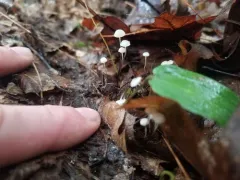 Mycena albiceps thumbnail 2