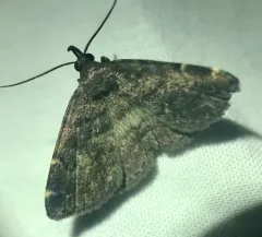 Forbes' Idia Moth thumbnail 1