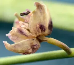 woody rockcress thumbnail 4
