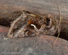 Autographa sansoni thumbnail 4