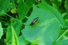 Tenthredo leucostoma thumbnail 2