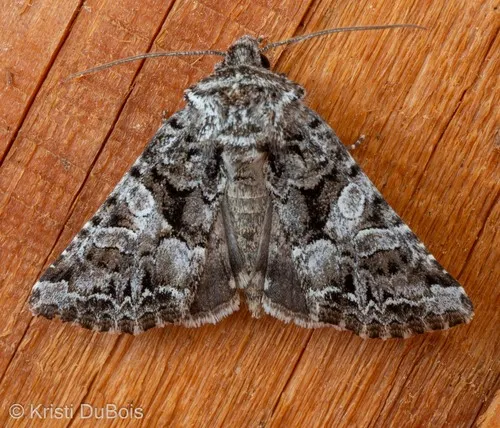 Hadena caelestis