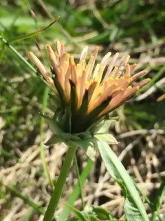 Pink Dandelion thumbnail 3