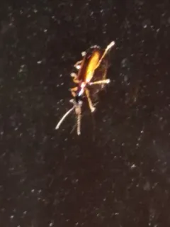 Leptotrachelus dorsalis thumbnail 1