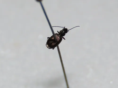 Microlestes linearis
