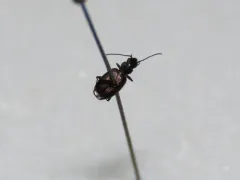 Microlestes linearis thumbnail 1