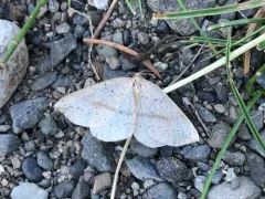 Thallophaga taylorata thumbnail 3
