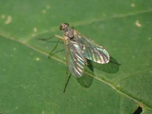 Rhagio chillcotti
