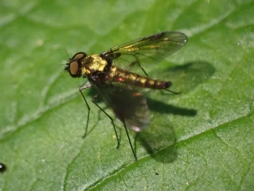 Chrysopilus tomentosus