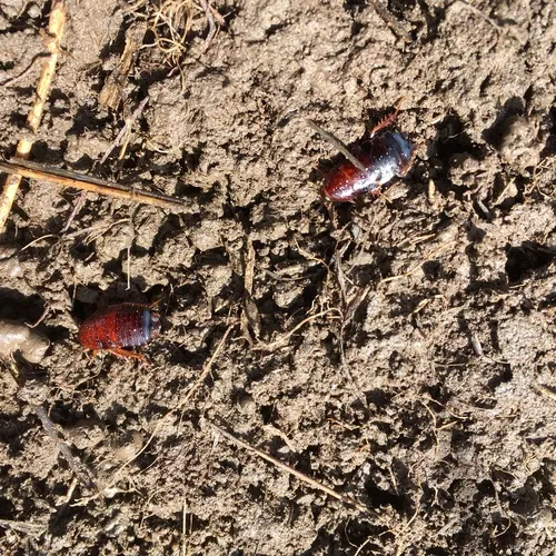 Western Wood Cockroach
