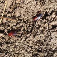 Western Wood Cockroach thumbnail 1