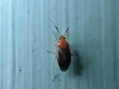 Azalea Plant Bug thumbnail 3