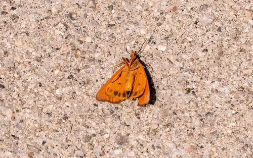 Virbia rindgei