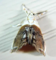 Sooty Lipocosmodes Moth thumbnail 2